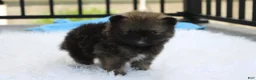 Pomeranian dogs for sale: Buttons  - Ad 12