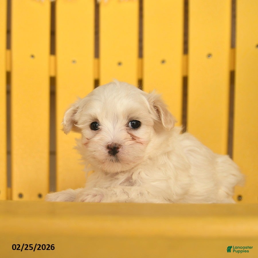 Maltese dogs Clementine - Ad 1