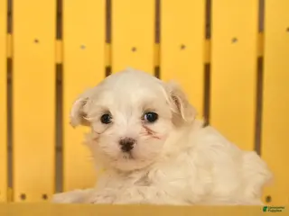 Maltese dogs for sale: Clementine - Ad 2