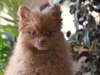 Pomeranian dogs Tommy - Ad 36