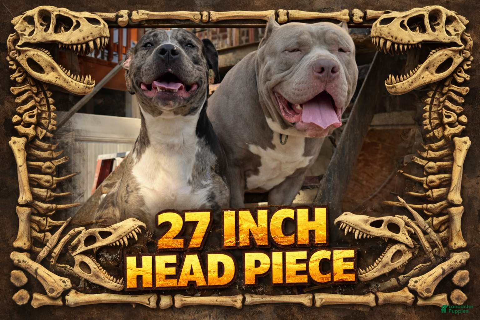 American Bully dogs Polaris - Ad 2