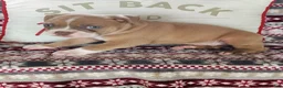 Olde English Bulldogge dogs for sale: Cooper - Ad 3