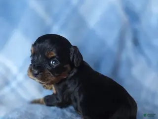 Cavalier King Charles Spaniel dogs for sale: Mia - Ad 2