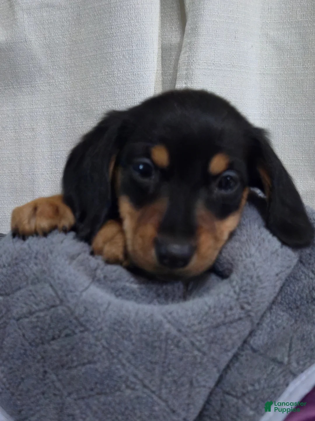 Dachshund dogs for sale: Dachshund Puppy 1 - Ad 1