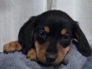 Dachshund dogs Dachshund Puppy 1 - Ad 34