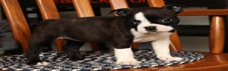 Boston Terrier dogs for sale: Ellie - Ad 7