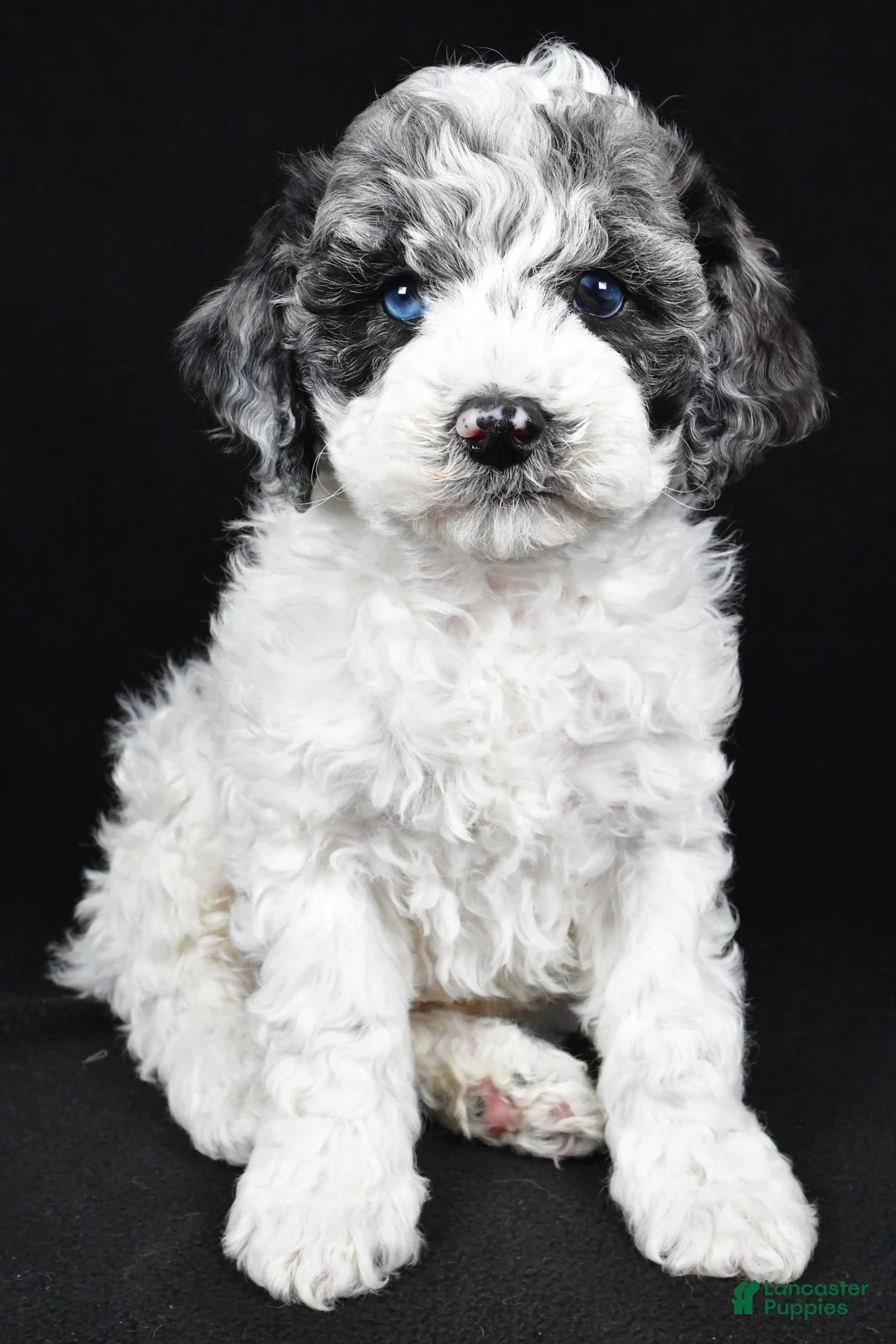 Cockapoo dogs for sale: Diesel - Ad 6