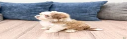 Havanese dogs for sale: Dolly - Ad 4