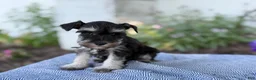 Miniature Schnauzer dogs for sale: Trixy - Ad 17