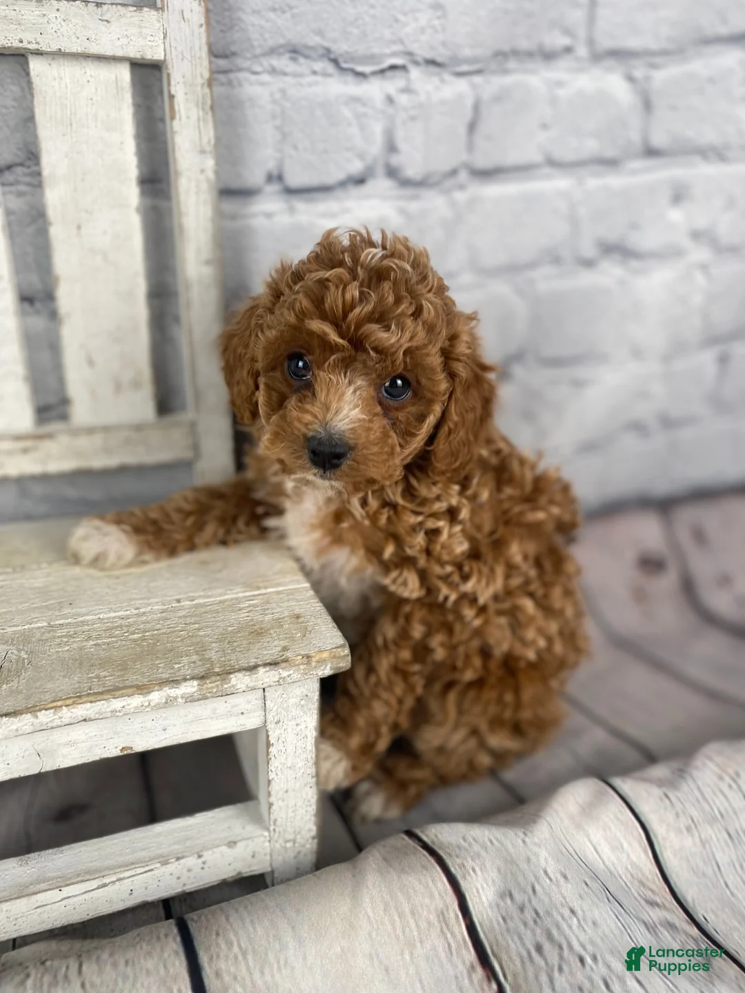 Cavapoo dogs for sale: Faith - Ad 12