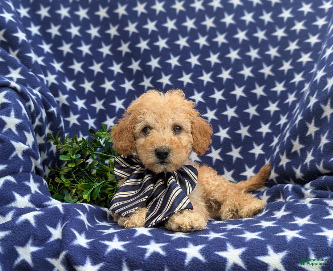 Cockapoo dogs for sale: Moore Hypoallergenic - Ad 19