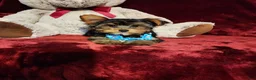 Yorkshire Terrier dogs for sale: TEDDY - Ad 2