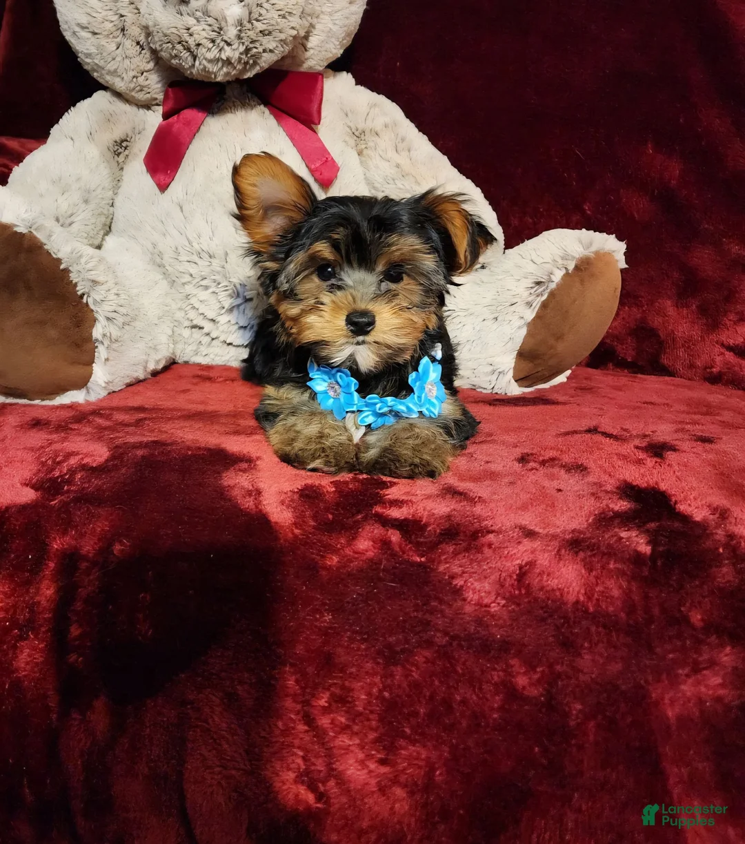 Yorkshire Terrier dogs for sale: TEDDY - Ad 2