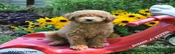 Cockapoo dogs for sale: Birch - Ad 2