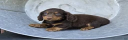 Miniature Dachshund dogs for sale: Rambo - Ad 4