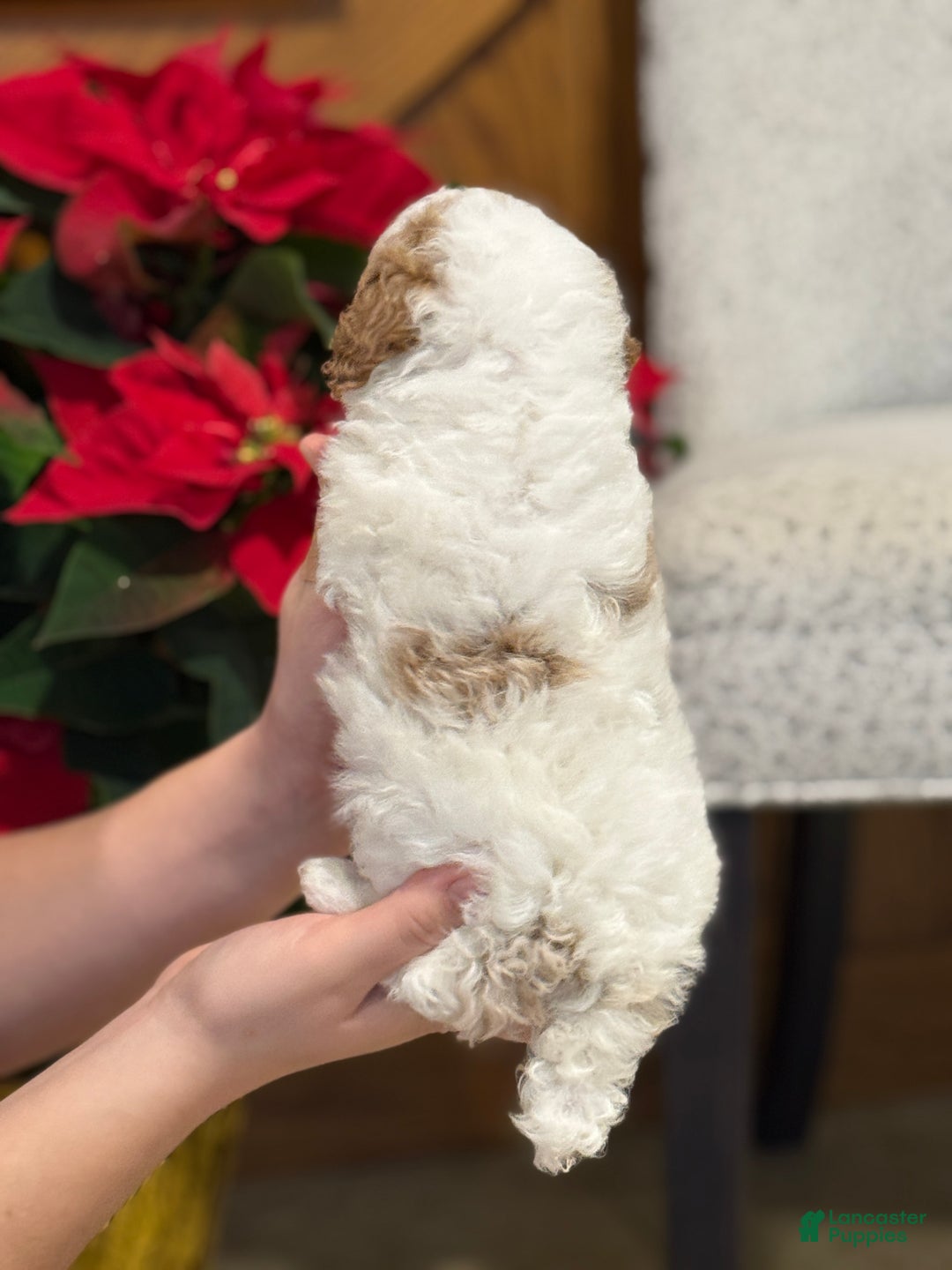 Miniature Poodle dogs for sale: Josie  - Ad 6