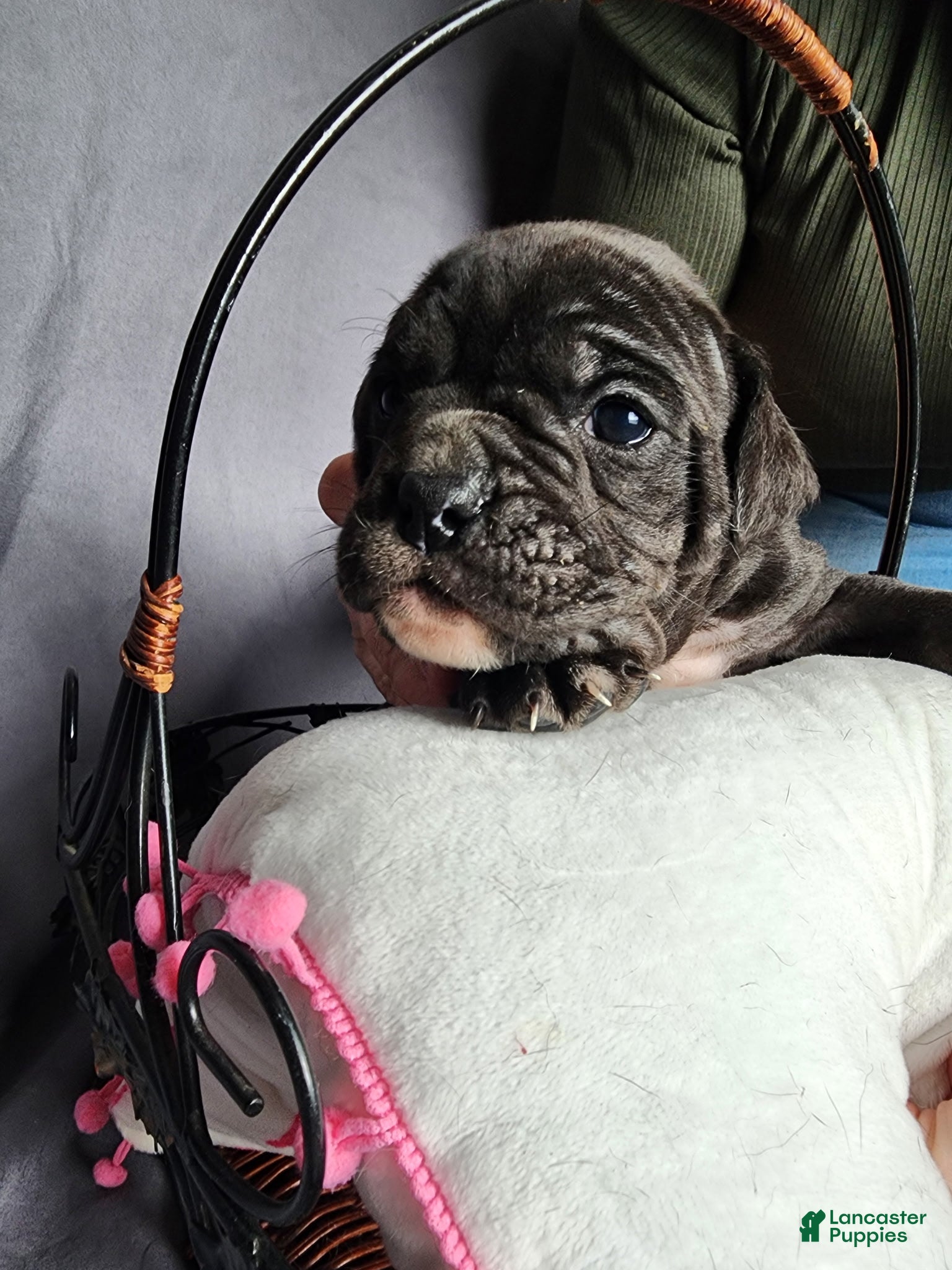 Olde English Bulldogge dogs Olde English Bulldogge Puppy 3 - Ad 1