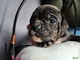 Olde English Bulldogge dogs for sale: Olde English Bulldogge Puppy 3 - Ad 3