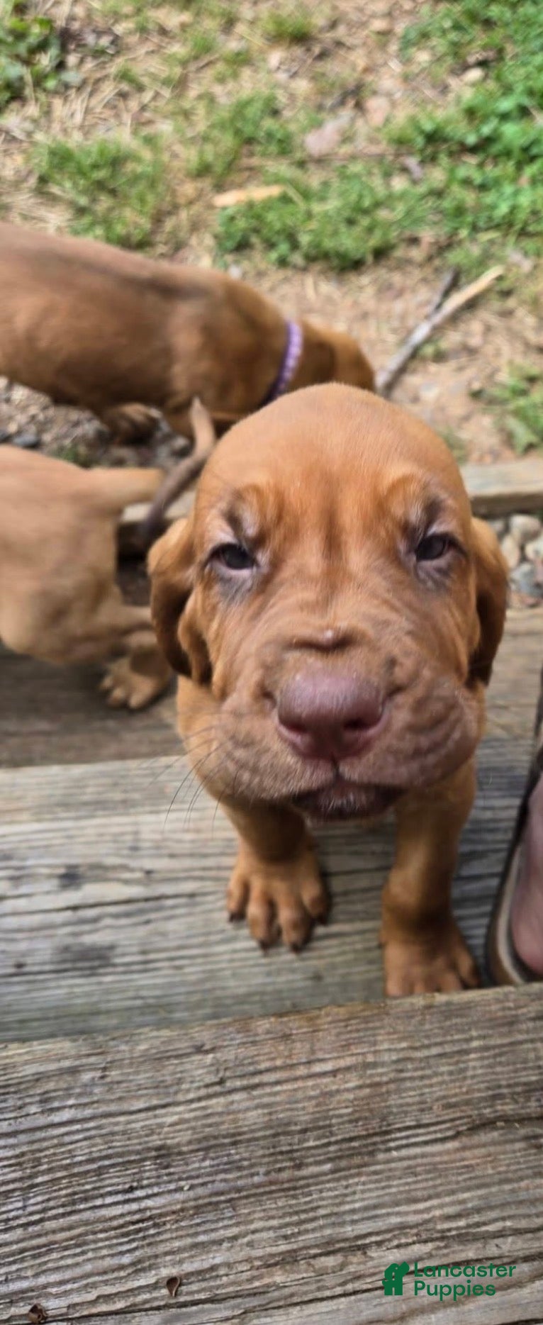 Bloodhound dogs Bloodhound Puppy 7 - Ad 5