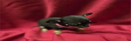 Chihuahua dogs for sale: Chihuahua Puppy 1 - Ad 2