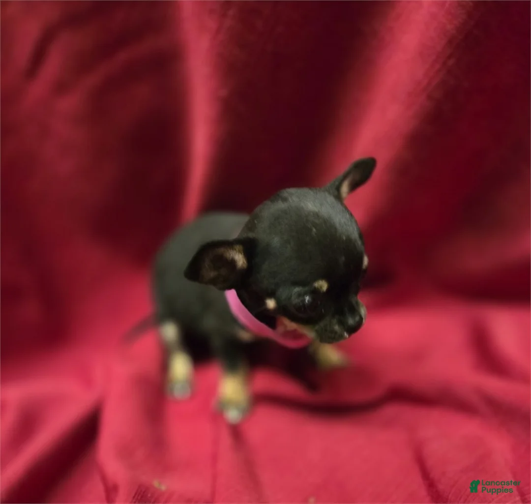 Chihuahua dogs for sale: Chihuahua Puppy 1 - Ad 2