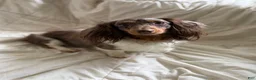 Miniature Dachshund dogs for sale: Miniature Dachshund long coat dapple - Ad 2