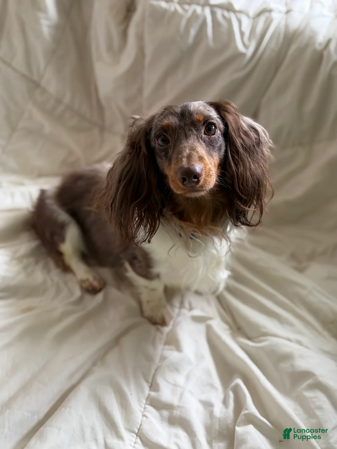 Miniature Dachshund dogs for sale: Miniature Dachshund long coat dapple - Ad 2