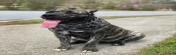 Presa Canario dogs for sale: Presa Canario Puppy 2 - Ad 4
