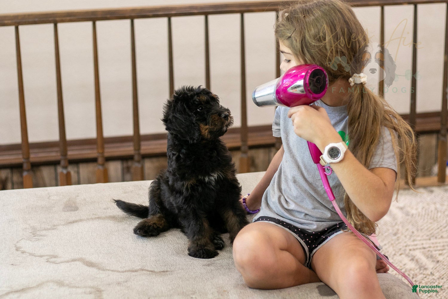 Bernedoodle dogs Olympic - Ready Now! - Ad 2