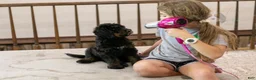 Bernedoodle dogs for sale: Olympic - Ready Now! - Ad 2