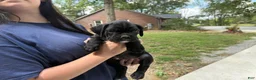 Boxer dogs for sale: Rio AKC Euro - Ad 4