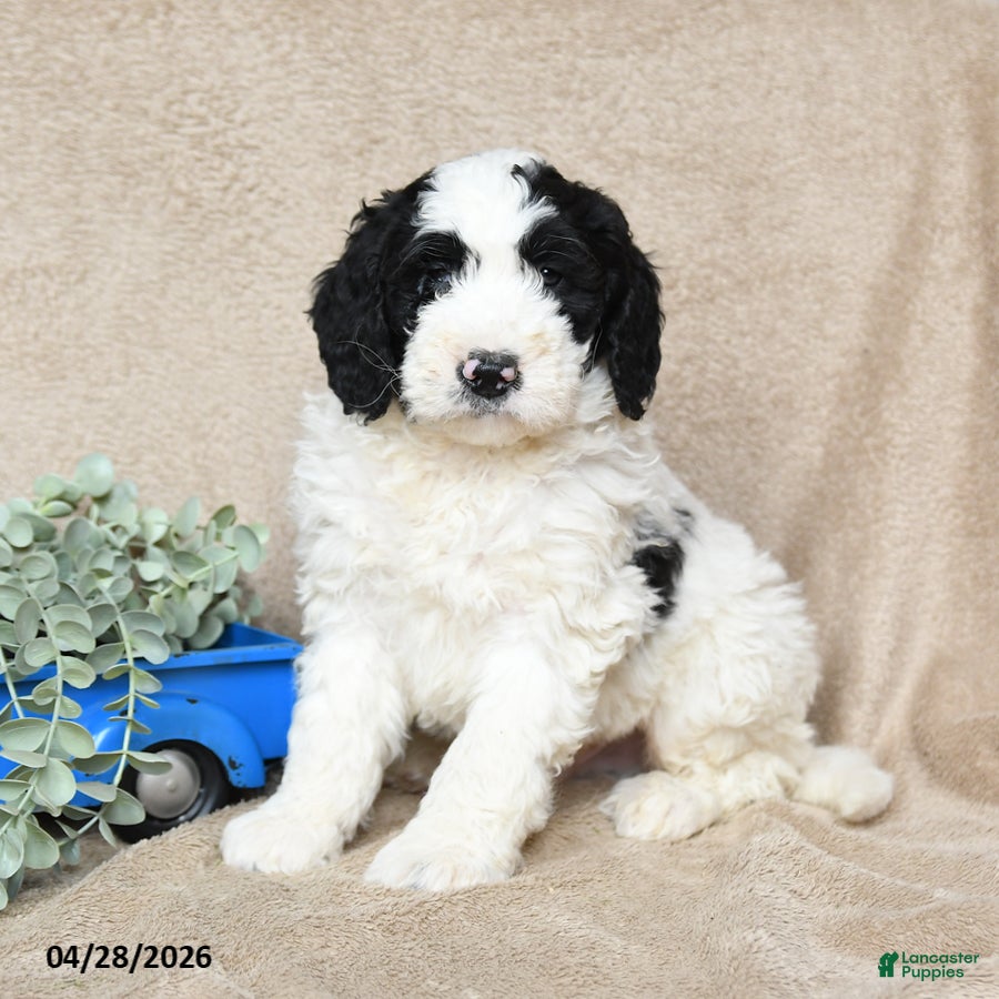 Goldendoodle dogs Hobnob - Ad 1