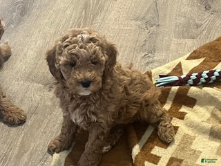 Mini Goldendoodle dogs Maize - Ad 20