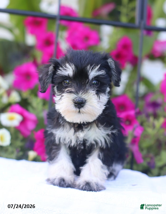 Miniature Schnauzer dogs Carrie - Ad 1