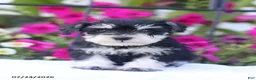 Miniature Schnauzer dogs for sale: Carrie - Ad 1