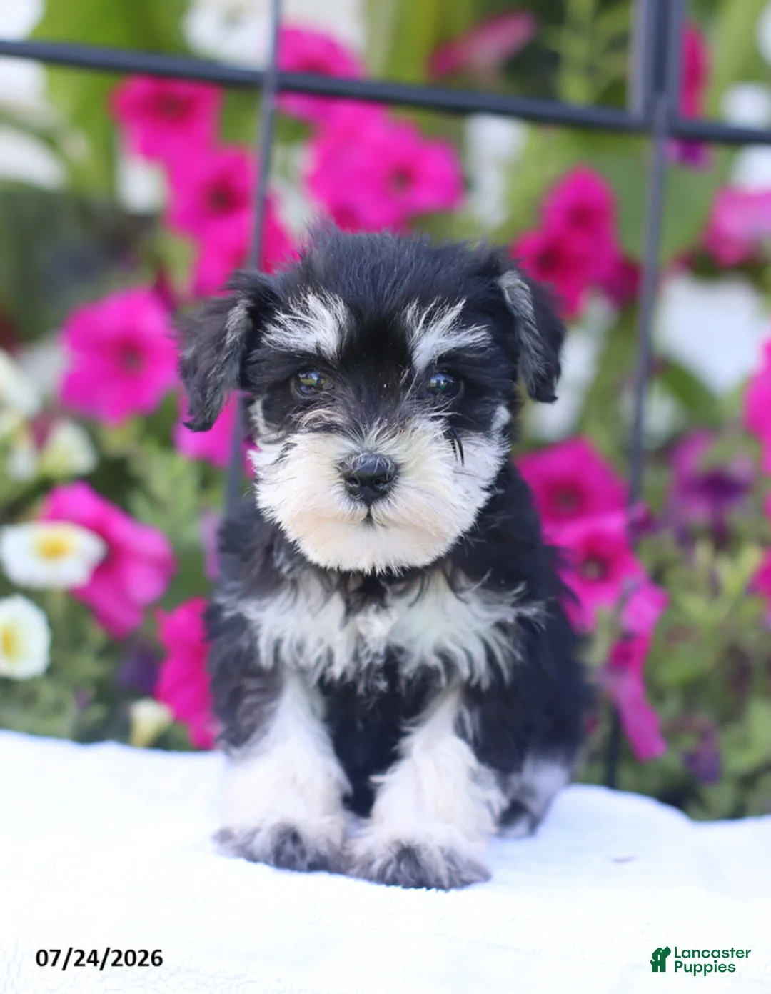 Miniature Schnauzer dogs for sale: Carrie - Ad 1