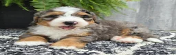 Mini Bernedoodle dogs for sale: Mini Ace - Ad 15