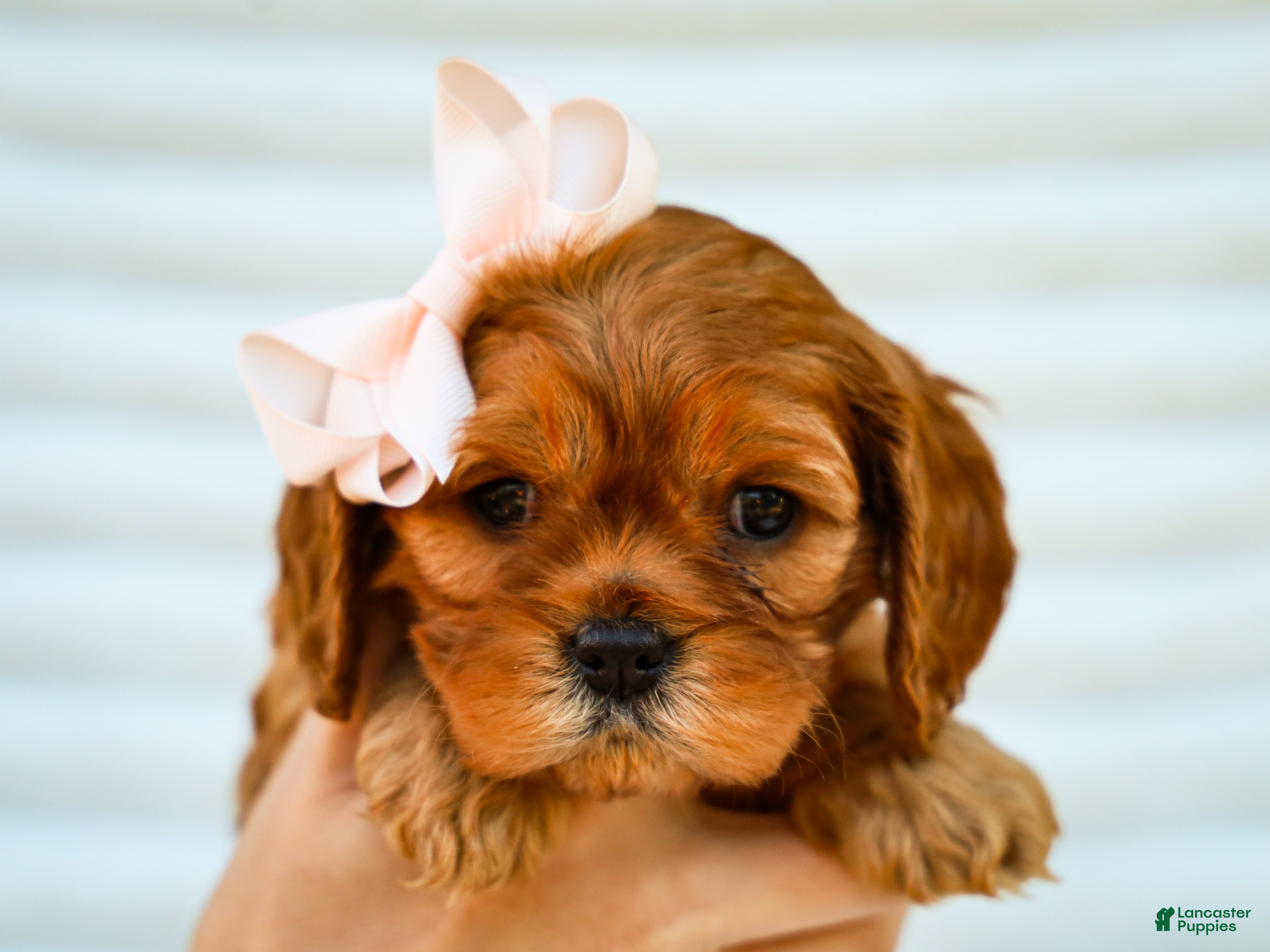 Cavapoo dogs for sale: Ellie Cavapoo Pup - Ad 4