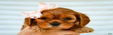 Ellie Cavapoo Pup