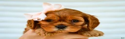 Cavapoo dogs for sale: Ellie Cavapoo Pup - Ad 1