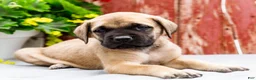 English Mastiff dogs for sale: Morris - Ad 4