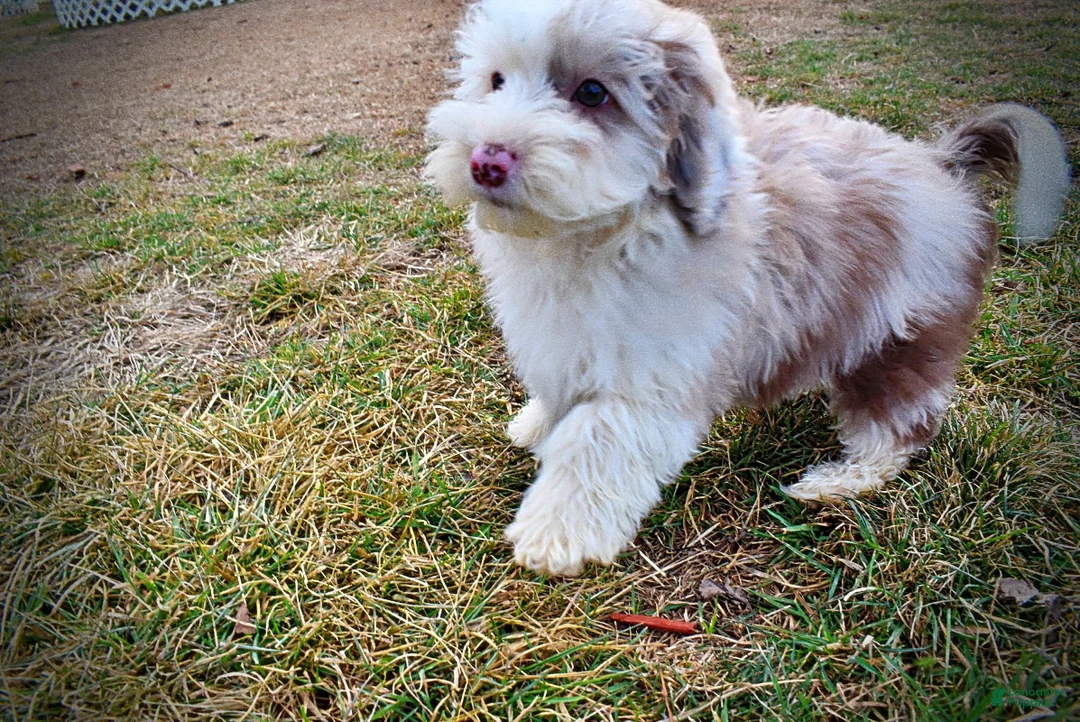 Havapoo dogs for sale: Wiggles - Ad 23