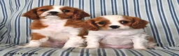 Cavalier King Charles Spaniel dogs for sale: Jane - Ad 5