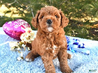 Mini Goldendoodle dogs Cupcake - Ad 21