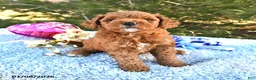 Mini Goldendoodle dogs for sale: Cupcake - Ad 6