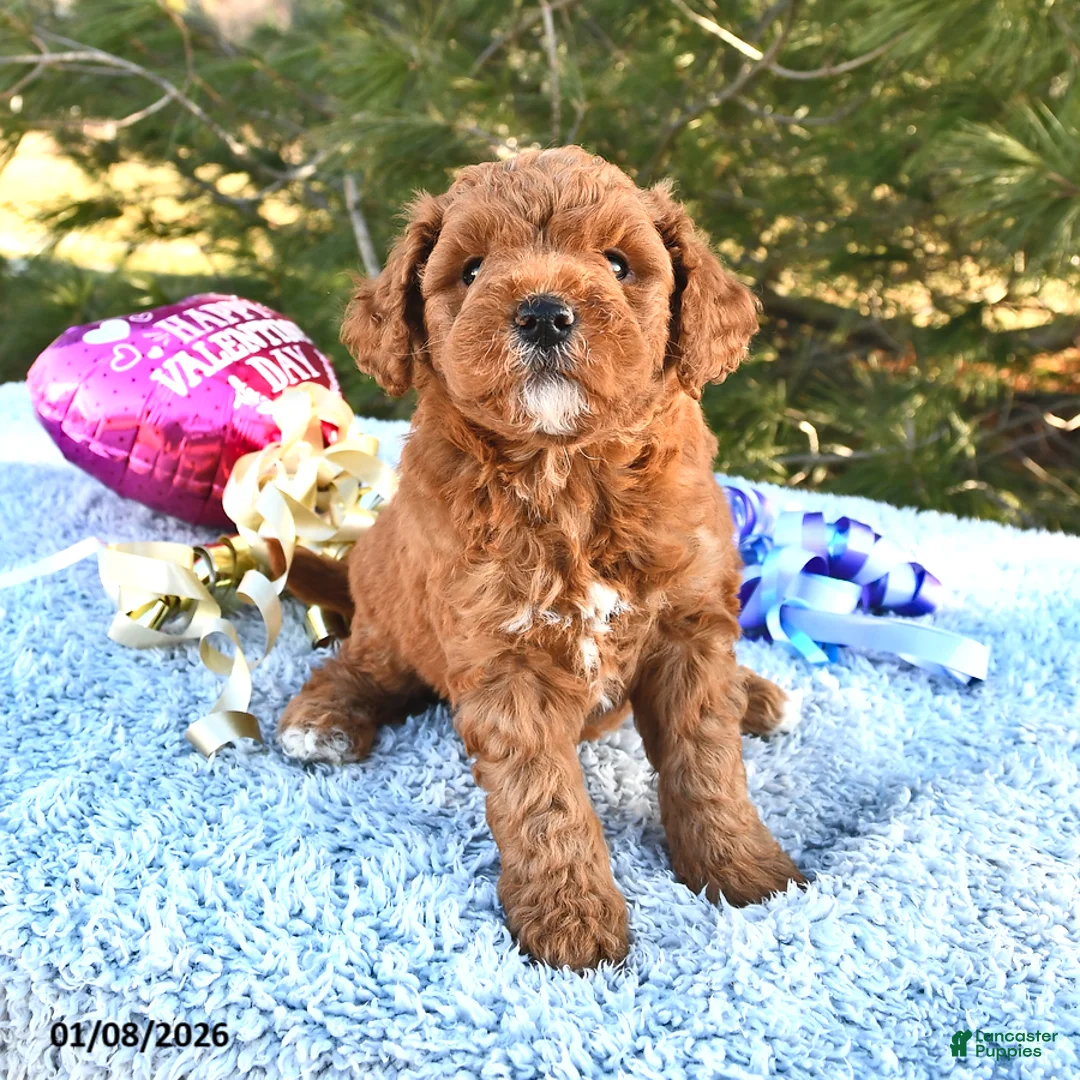 Mini Goldendoodle dogs for sale: Cupcake - Ad 6