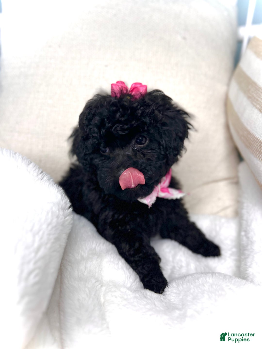 Toy Poodle dogs for sale: Toy Poodle Puppy 2 - Ad 39