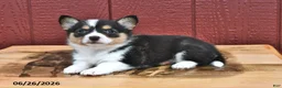 Welsh Corgi Pembroke dogs for sale: Jenny - Ad 4