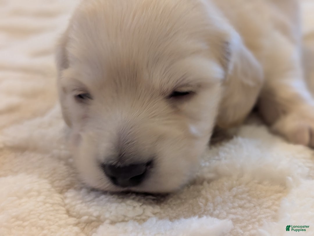 Miniature Dachshund dogs for sale: Miniature Dachshund Puppy 2 - Ad 7