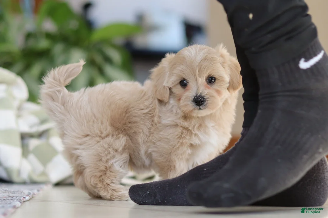 Maltipoo dogs for sale: Waffles - Ad 7